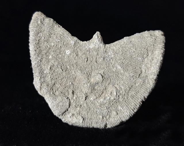 Diploctenium subcirulare MILNE-EDWARDS & HAIME 1848 - Bild © FossNet FossilienStore